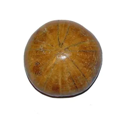 Seeigel versteinert Fossil aus Madagaskar Größe S ca. 30-40 mm.(3449)