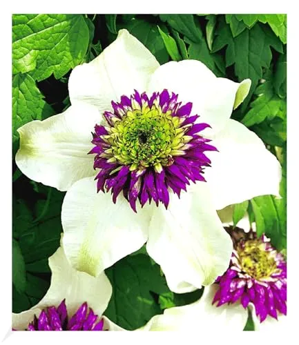 BALDUR Garten 1x Waldrebe Clematis 'Florida Sieboldii', Pflanze im 1,5 Liter-Topf, Klematis, winterhart, blühende Kletterpflanze, bienenfreundlich, schmetterlingsfreundlich, Clematis Hybride