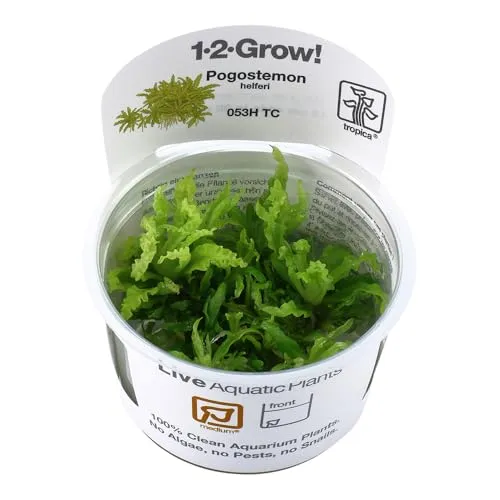 Tropica - Kleiner Stern 'Daonoi' - Sternkraut / Pogostemon helferi 1-2 GROW