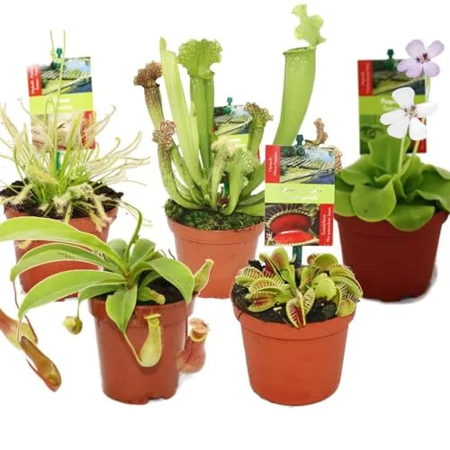 Exotenherz - Starter Set Fleischfressende Pflanzen - 5 Pflanzen - Samen & Pflanzen für fleischfressende Pflanzen, inklusive 5 faszinierenden Arten mit unterschiedlichen Fangmethoden, ideal für Gartenliebhaber und Einsteiger.