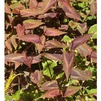 Knöterich Red Dragon - Persicaria microcephala