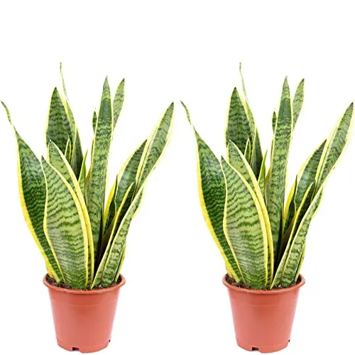 2er-Set Bogenhanf - pflegeleichte Zimmerpflanze, Sansevieria trifasciata Laurentii - Ideal für Wohnräume und Büros, pflegeleicht und robust. Höhe ca. 35 cm mit einem Topf-Ø von 12 cm. Perfekt für ein angenehmes Raumklima.