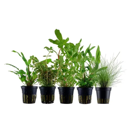 Aquaone Wasserpflanze Set mit 5 Einsteigerpflanzen Nr.218 - Wasserpflanzen-Set mit 5 volldurchwurzelten Pflanzen wie Eleocharis und Cryptocoryne, ideal für Aquarienanfänger und zur Förderung eines gesunden Ökosystems.