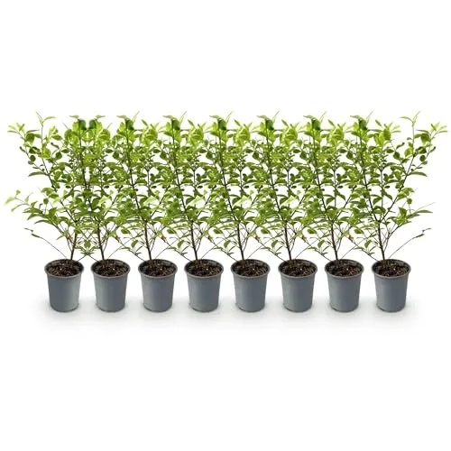 GreenboutiQ - Heckenpflanzen - Ligustrum ovalifolium Aureum - Blätter gelb grün - 8 Pflanzen - 1 laufender Meter - immergrün - Topf 9cm Höhe 35-40cm