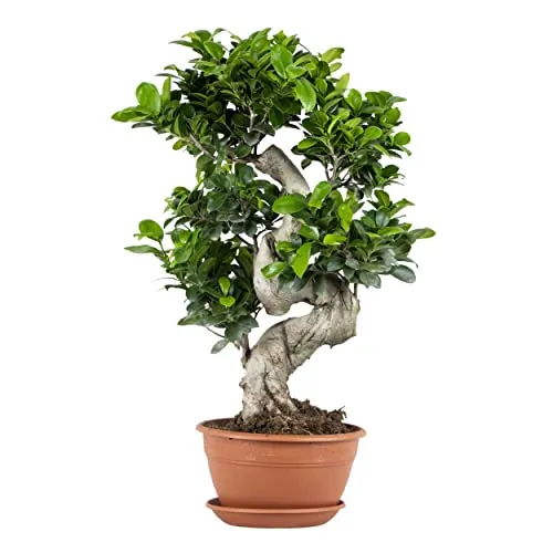 Bloomique Ficus Ginseng Bonsai – Pflegeleichte Zimmerpflanze (60–80 cm) - Der Ficus Ginseng Bonsai ist eine pflegeleichte Zimmerpflanze, ideal für Wohnzimmer und Büro. Mit seiner kompakten S-Form bringt er frisches Grün in Ihr Zuhause und sorgt für eine angenehme Atmosphäre.