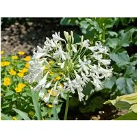 Agapanthus Africanus Schmucklilie Ca. 9x9 cm Topf