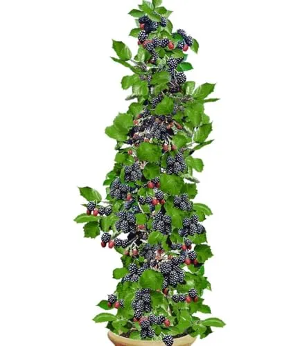 BALDUR Garten Säulen-Brombeeren Navaho® 'Big&Early' dornenlos - Platzsparende Beerenpflanze - Obstsamen & -pflanzen, winterharte, dornenlose Säulen-Brombeere für kleine Gärten, Balkone und Terrassen, ideal für frische Beeren direkt aus dem Garten.