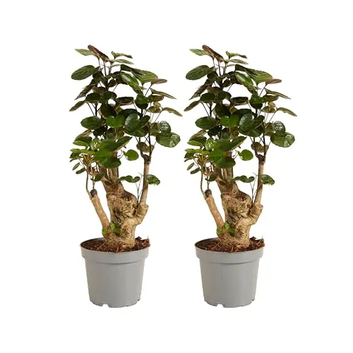 Bloomique - 2er Set - Polyscias Fabian - Aralie - Zimmerpflanzen - Pflegeleicht - Luftreinigend - Höhe 30-40 cm - Topf 12 cm