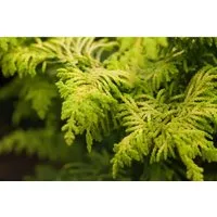 Chamaecyparis Obtusa Fernspray Gold Hinoki-Scheinzypresse 20–25 cm