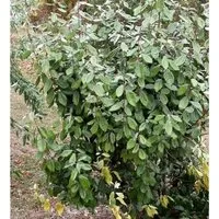 Wintergrüne Ölweide 60-80cm - Elaeagnus ebbingei