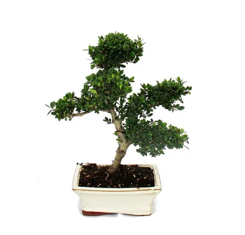 Exotenherz Bonsai Ilex crenata - 6 Jahre alt - Zimmerpflanze Bonsai Ilex crenata, liebevoll von Hand gestaltet und ideal für kreative Baumformen. Perfekt für den Außenbereich, benötigt Schutz vor Frost.