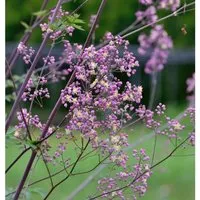Prächtige Wiesenraute Elin - Thalictrum rochebrunianum