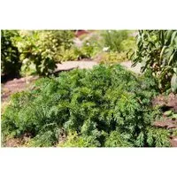 Pflanzen für Dich Konifere Taxus baccata Repandens, 1 St. - Immergrün und pflegeleicht - Ziergehölze: Die flachwachsende Eibe 'Repandens' ist ein robuster, immergrüner Bodendecker, ideal für schattige Plätze und pflegeleichte Kübelgestaltung.