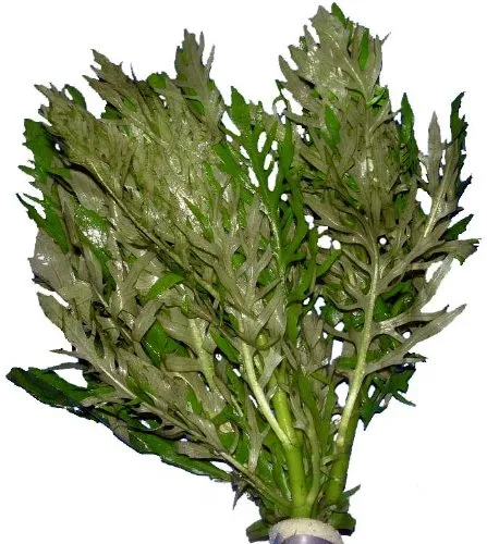 Hygrophila difformis, Indischer Wasserstern, Wasserpflanzen, Aquariumpflanzen