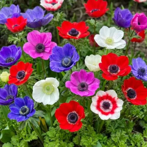 Winterharte Anemonen Zwiebeln De Caen - 50 Stück - Bunte Blumenzwiebeln für Garten und Balkon - Entdecken Sie 50 winterharte Anemonenzwiebeln in einer attraktiven Farbmischung. Pflegeleicht und ideal für Töpfe und Beete, bringen sie Jahr für Jahr spektakuläre Blüten und ziehen Schmetterlinge sowie Bienen an.