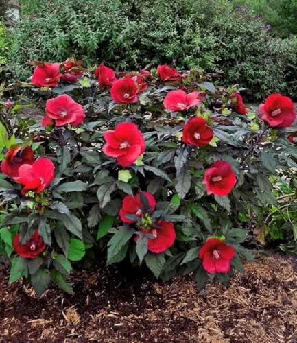 BALDUR Garten Winterharter Hibiskus Summerific® Midnight Marvel, 12 cm-Topf - Winterharter Staudenhibiskus mit Riesenblüten, ideal für Sonne bis Halbschatten. Pflegeleicht und mehrjährig, bringt Farbe in jeden Garten von Juni bis September.