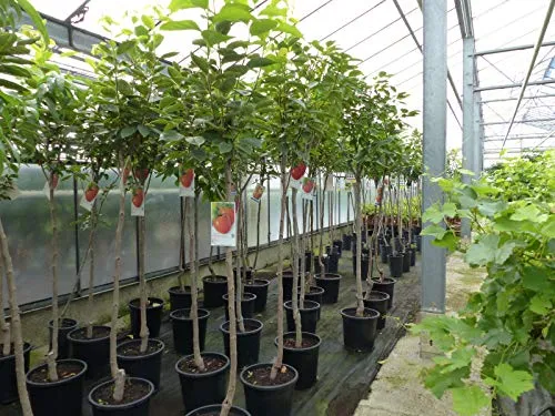 gruenwaren jakubik Kaki Baum 'Rojo Brilliante' 160-180 cm - Baumsamen & -pflanzen – Hochwertiger Kaki Baum mit köstlichen Sharonfrüchten, ideal für Gartenliebhaber, jetzt in Premiumqualität und fachmännisch zurückgeschnitten.