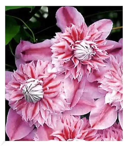 BALDUR Garten 1x Waldrebe Clematis 'Josephine TM Evijohill N' Waldrebe, Pflanze im 10,5 cm-Topf, Klematis, mehrjährige blühende Kletterpflanzen, winterhart, bienenfreundlich, schmetterlingsfreundlich