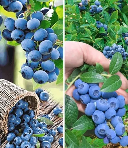 BALDUR Garten Heidelbeer-Sortiment, 2 Pflanzen - Obstsamen & -pflanzen, winterhart und selbstfruchtend mit hohen Erträgen von großen, leckeren Beeren!