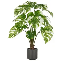 Split Philodendron x15, 100cm, grün-weiß, im grauen Kunststofftopf 17,5x18cm mit