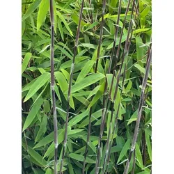 Fargesia nitida Black Pearl - Schwarzer Bambus - Winterharter Bambus (30/40 cm) mit tief schwarzen Halmen und grünem Laub, ideal für Hecken oder Kübel. Optimaler Sichtschutz bis 3,5 m, pflegeleicht und robust, perfekt für jeden Garten!