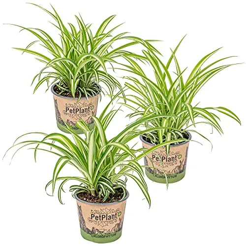 Bloomique - 3er-Set - Chlorophytum Variegatum - Grünlilie - Zimmerpflanzen - Luftreinigend - Tierfreundlich - Höhe 20-30 cm - Topf 12 cm