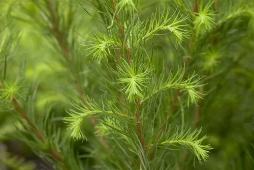 Europäische Lärche (Larix Decidua) 125–150 cm - Schöne europäische Lärche, die mit wechselnden Farben im Jahresverlauf begeistert. Ideal als Solitär oder in Gruppen, bringt sie Leben und Struktur in jeden Garten.