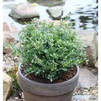 Löffel Ilex Dark Green 30-40cm - Ilex crenata