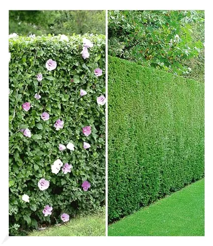 BALDUR Garten Gemischte Hecken-Kollektion – 10 winterharte Pflanzen - Enthält 5 blühende Hibiskus-Pflanzen und 5 Leyland-Zypressen für eine attraktive Hecke. Ideal für Sonne bis Halbschatten, mit geringem Pflegeaufwand und mehrjähriger Lebensdauer.