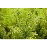 Taxus media 'Tymon' – Immergrüne Hybrid-Eibe 50-60 cm - Die Hybrid-Eibe 'Tymon' überzeugt mit ihrem dichten, aufrechten Wuchs und eleganten, dunkelgrünen Nadeln. Ideal für formale Gärten und als pflegeleichte Heckenpflanze, bringt sie zeitlose Eleganz in jeden Außenbereich.