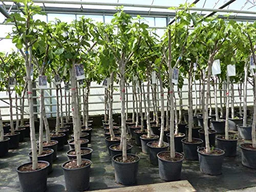 gruenwaren Jakubik Feigenbaum 160-180 cm - Winterharter Ficus Carica mit kräftigem Stamm, ideal für Garten oder Kübel. Helle Früchte und Premiumqualität von grünwaren.