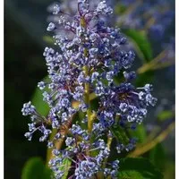Säckelblume Henry Desfosse 60-80cm - Ceanothus delilianus