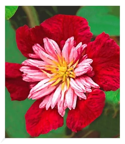 BALDUR Garten 1x Waldrebe Clematis 'Avant Garde TM' winterhart, Pflanze im 1,5 Liter-Topf, Klematis, mehrjährige blühende Kletterpflanze, bienen- und schmetterlingsfreundlich, Clematis Hybride