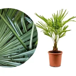 Meine Orangerie Hanfpalme Trachycarpus - Winterharte Palme für Ihren Garten - Die winterharte Hanfpalme Trachycarpus bringt exotisches Flair in Ihren Garten. Frosthart bis -18 Grad, ideal für Kübel oder im Freien. Eine robuste Pflanze, die Ihren Außenbereich verschönert!