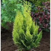 Scheinzypresse Gelbe Ivonne 15-20cm - Chamaecyparis,awsoniana