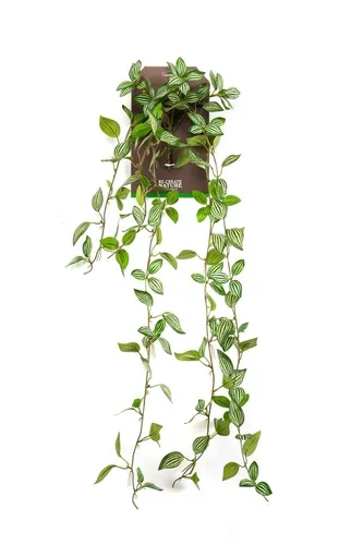 artplants Kunsthänger Peperomie SAELFES auf Steckstab, grün-weiß, 85cm
