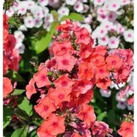 Große Garten-Flammenblume Orange - Phlox Paniculata