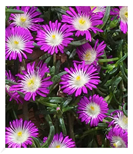 BALDUR Garten 3x Winterharte Eisblume Violett Wonder, Pflanzen im 9x9 cm-Topf, Delosperma congestum, Steingarten Stauden, trockenresistent, mehrjährig, bienenfreundlich, blühend