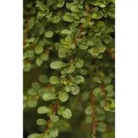 Cotoneaster Microphyllus Cochleatus Immergrün Ca. 9x9 cm Topf