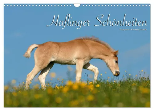 Ramona Dünisch - Www. Ramona-Duenisch. De | Haflinger Schönheiten...