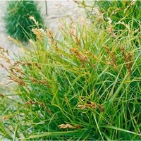 Carex Muskingumensis Variegata Buntlaubig Ca. 9x9 cm Topf