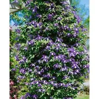 Clematis Alpina Alpen-Waldrebe Blau 80–100 cm - Elegante Kletterpflanze mit blauen Blüten, ideal für naturnahe Gärten. Pflegeleicht und perfekt für Rankgitter oder Kübel. Schafft vertikale Akzente und blüht bereits im Frühjahr.