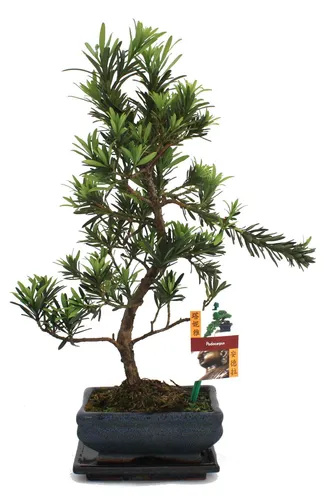 Exotenherz Zimmerpflanze Bonsai Steineibe - Podocarpus macrophyllus, ca. 6 Jahre - Zimmerpflanze mit einzigartigem Bonsai-Charakter, ideal für Anfänger. Die genügsame Steineibe benötigt wenig Pflege und bringt ein Stück Natur in Ihr Zuhause.