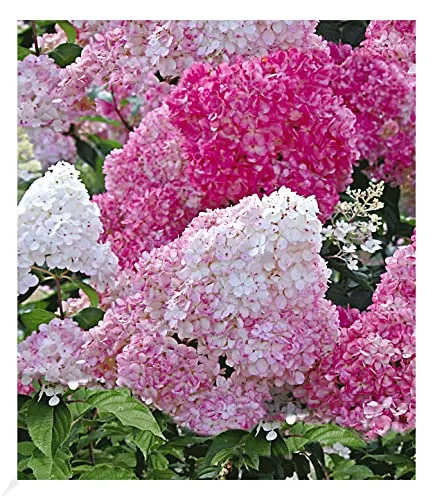 BALDUR Garten 1x Freiland-Hortensie Vanille Fraise®, Pflanze im 2 Liter-Topf, Hydrangea paniculata, winterhart, blühend, Schnittblume, pflegeleicht, Rispenhortensie, monatelanges Blütenmeer