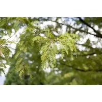 Metasequoia glyptostroboides - Urweltmammutbaum, schnellwachsend und laubabwerfend - Ziergehölz mit eleganter, pyramidal-kegelförmiger Wuchsform, ideal für Solitärpflanzungen und Gruppen in großzügigen Gärten, wächst schnell und bietet im Herbst farbenfrohe Nadeln.