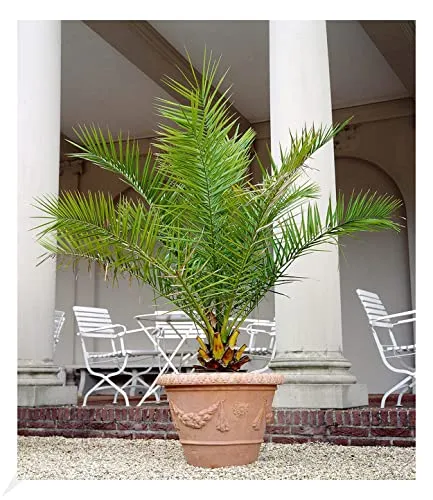 BALDUR Garten Kanarische Dattelpalme 15 cm-Topf - Die Kanarische Dattelpalme ist eine beliebte Kübelpflanze mit immergrünen Blattwedeln. Ideal für Balkon und Terrasse, frostbeständig bis -6 °C. Verleihen Sie Ihrem Zuhause ein mediterranes Flair!