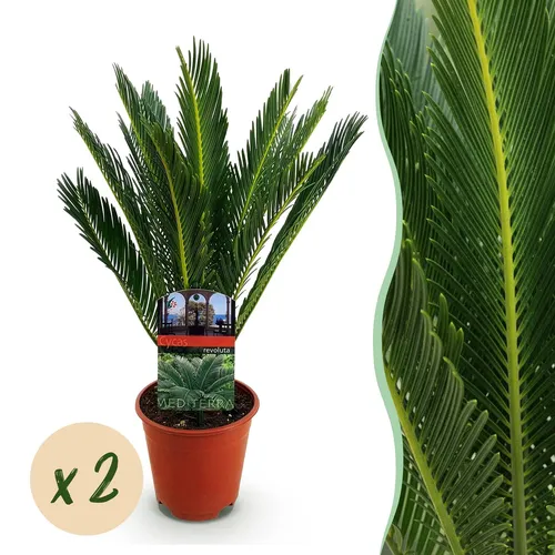 Zimmerpflanze - Cycas revoluta - Palmenfarn - Wenig Pflege - 1x - Ø14cm - ↕45-55