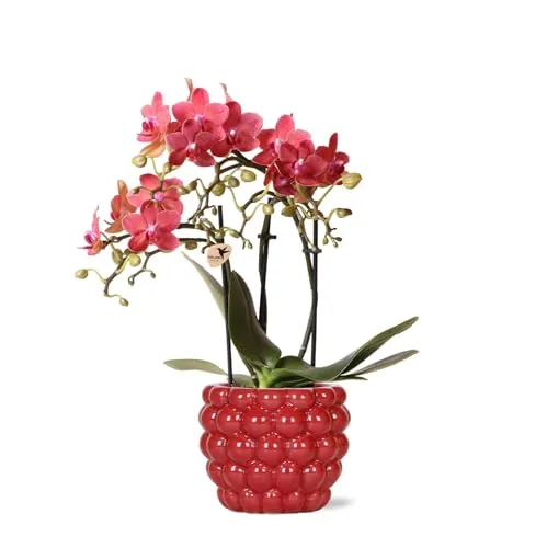 Exotenherz Rote Phalaenopsis-Orchidee Kongo im Beeren-Ziertopf - Zimmerpflanze mit auffälliger roter Blüte und glänzendem 9cm Keramiktopf. Ideal für jeden Raum und bringt frische Farbe in Ihr Zuhause.