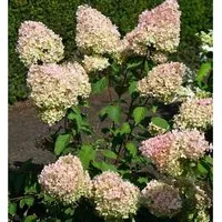 Rispenhortensie Grandiflora 100-125cm - Hydrangea paniculata