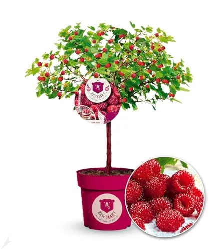 BALDUR Garten Himbeer-Baum Raspbeary® - Obstsamen & -pflanzen, winterhart und pflegeleicht mit essbaren Früchten, ideal für kleine Gärten und Balkon.